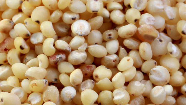 Jawar / Sorghum ( Organic – Non Organic ) – Sukhiagro Trader of Rice ...